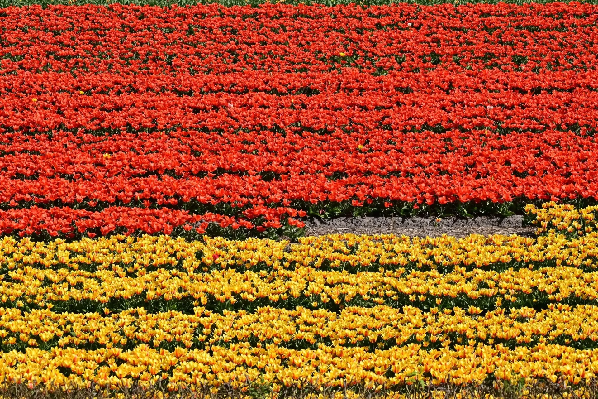 Tulips & Spring Gardens: Keukenhof, Flower Fields & Amsterdam
