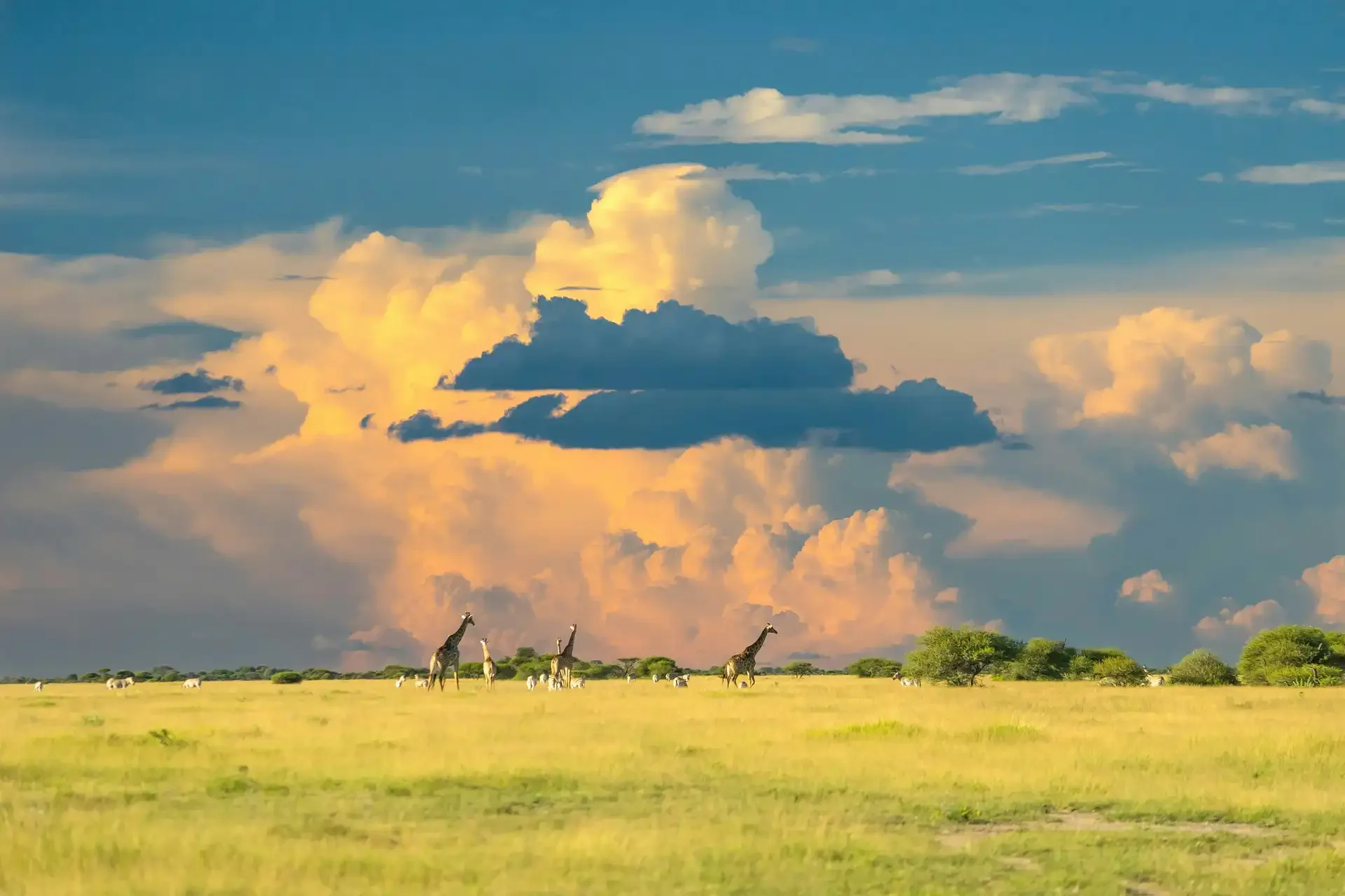 Ultimate Botswana: Luxury Fly-in Safari Flagship
