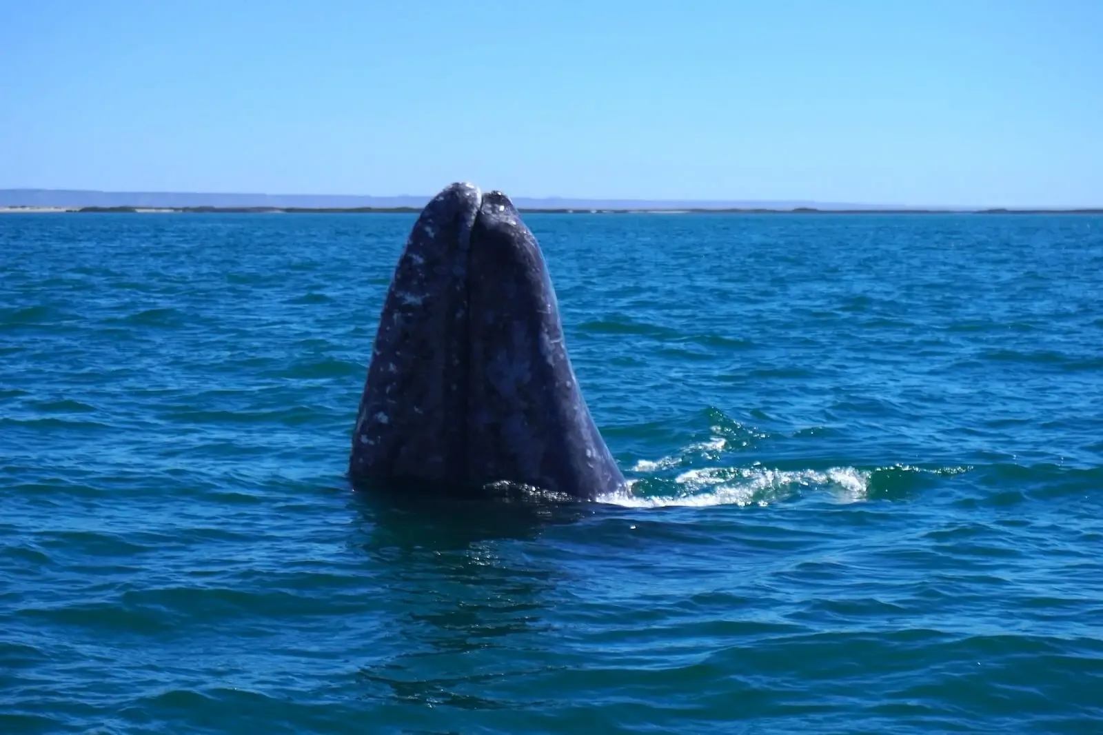 Baja California: Grey Whales, the Sea of Cortez & Los Cabos