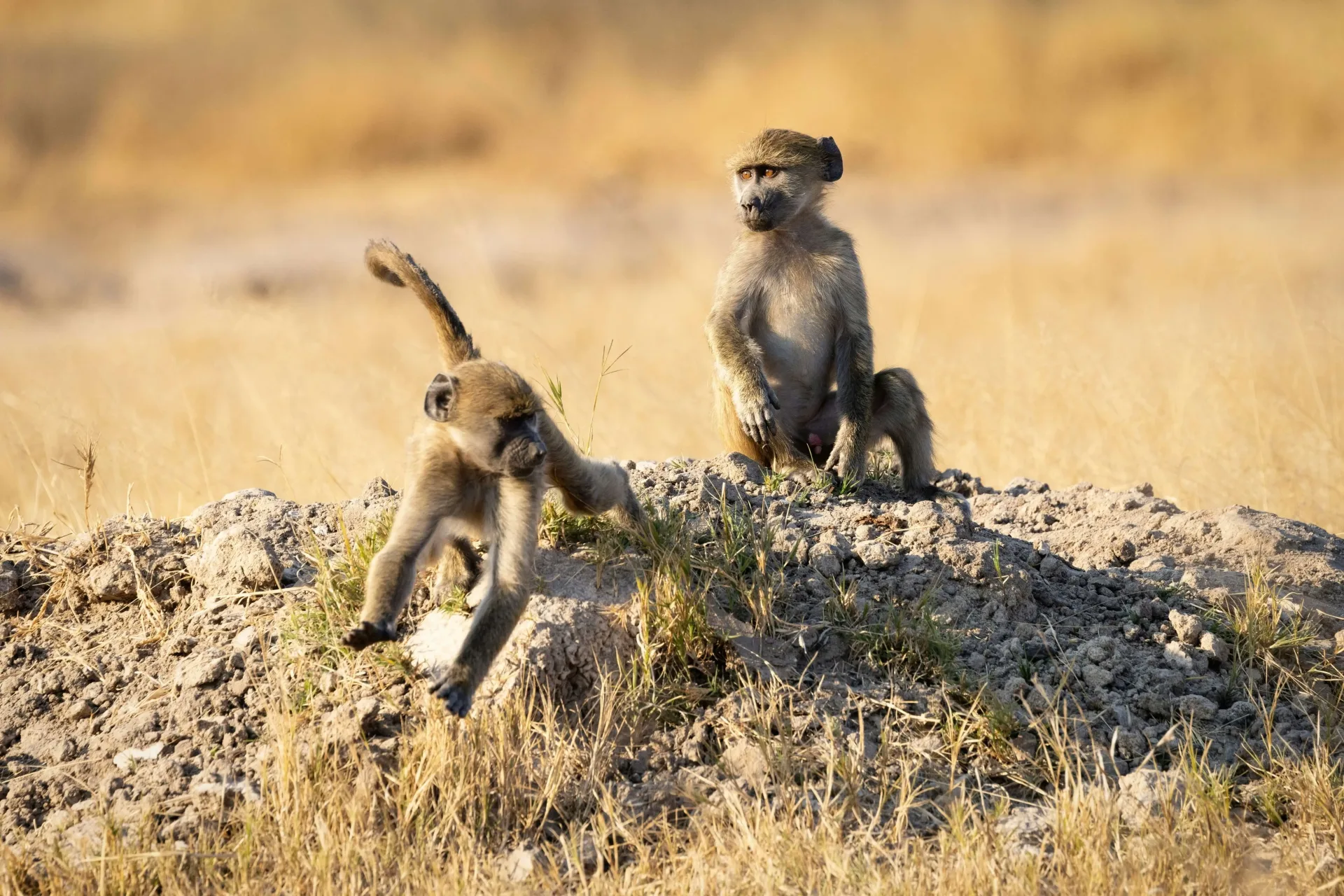 Zimbabwe Family Safari: Falls & Hwange Adventure