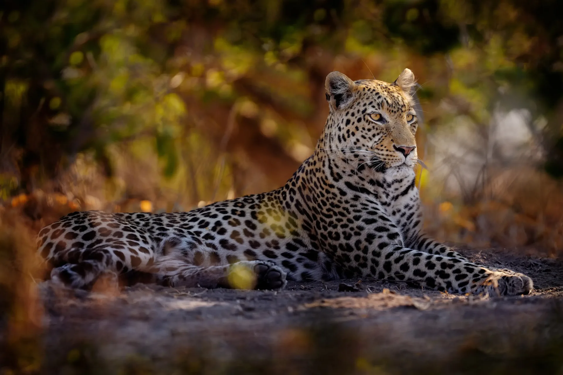 Zimbabwe Honeymoon: Victoria Falls & Safari in Style