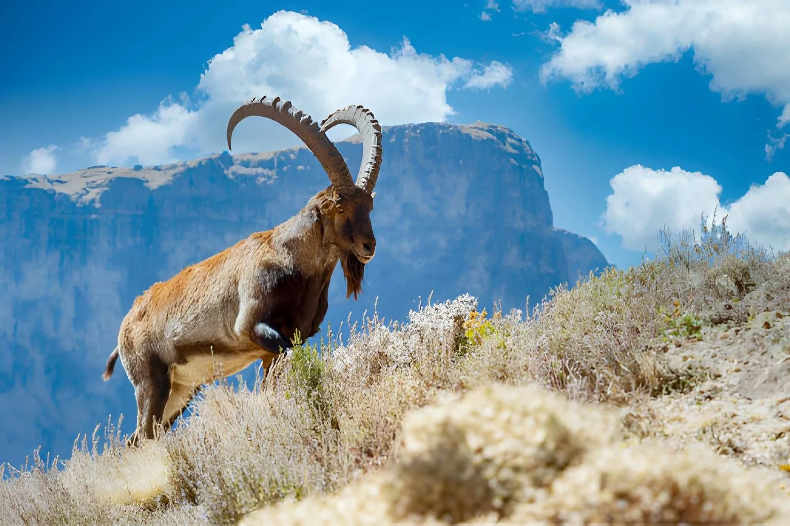 Simien Mountains Trekking: The Roof of Africa