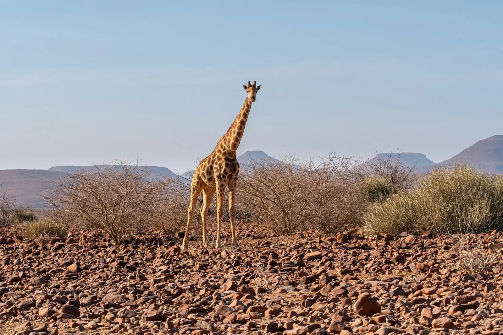 Skeleton Coast & Damaraland: Wrecks, Seals & Desert Elephants