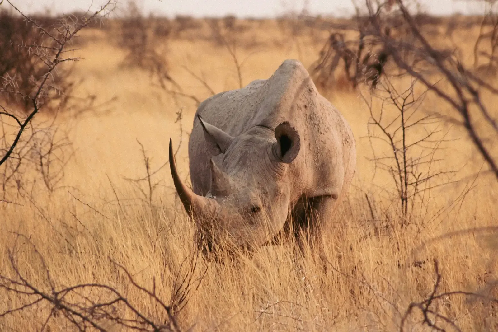 Namibia Family Self-Drive: Dunes, Coast & Wildlife Adventure