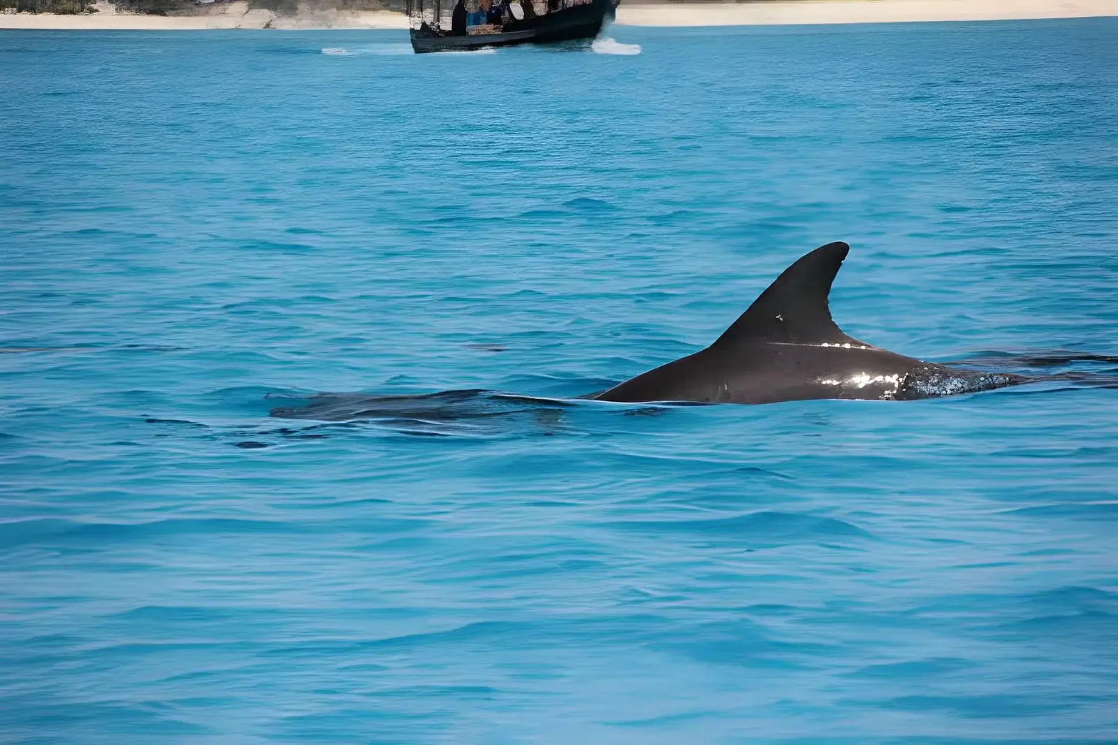 Zanzibar Dhow & Island Cruises: Sandbanks & Reefs