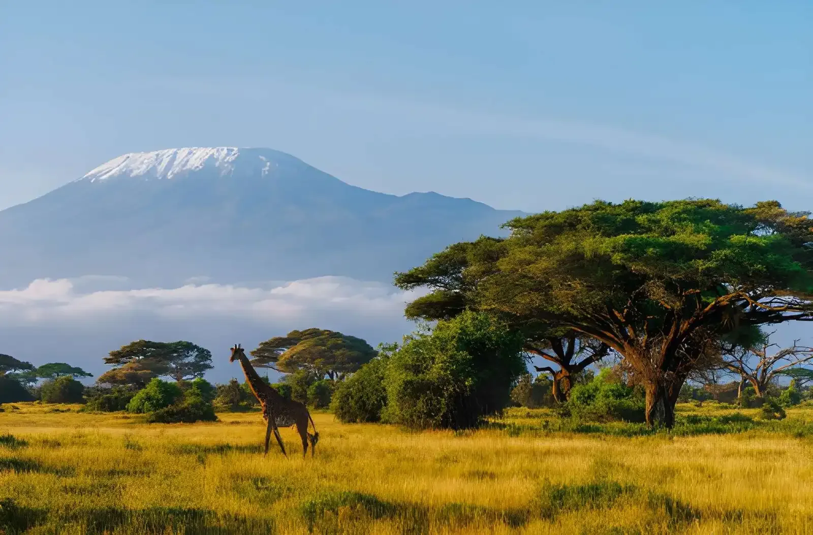 Highlights of Kenya: Amboseli, Nakuru & the Masai Mara