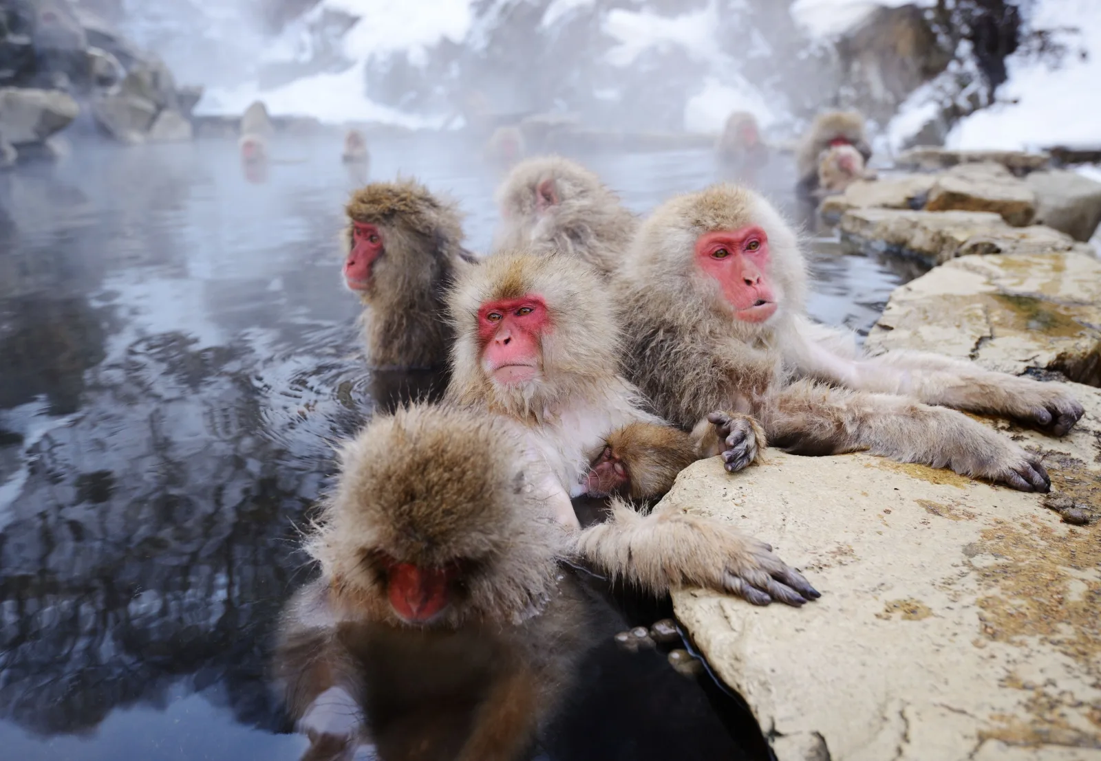Japan Winter Escape: Shrines & Snow Monkeys
