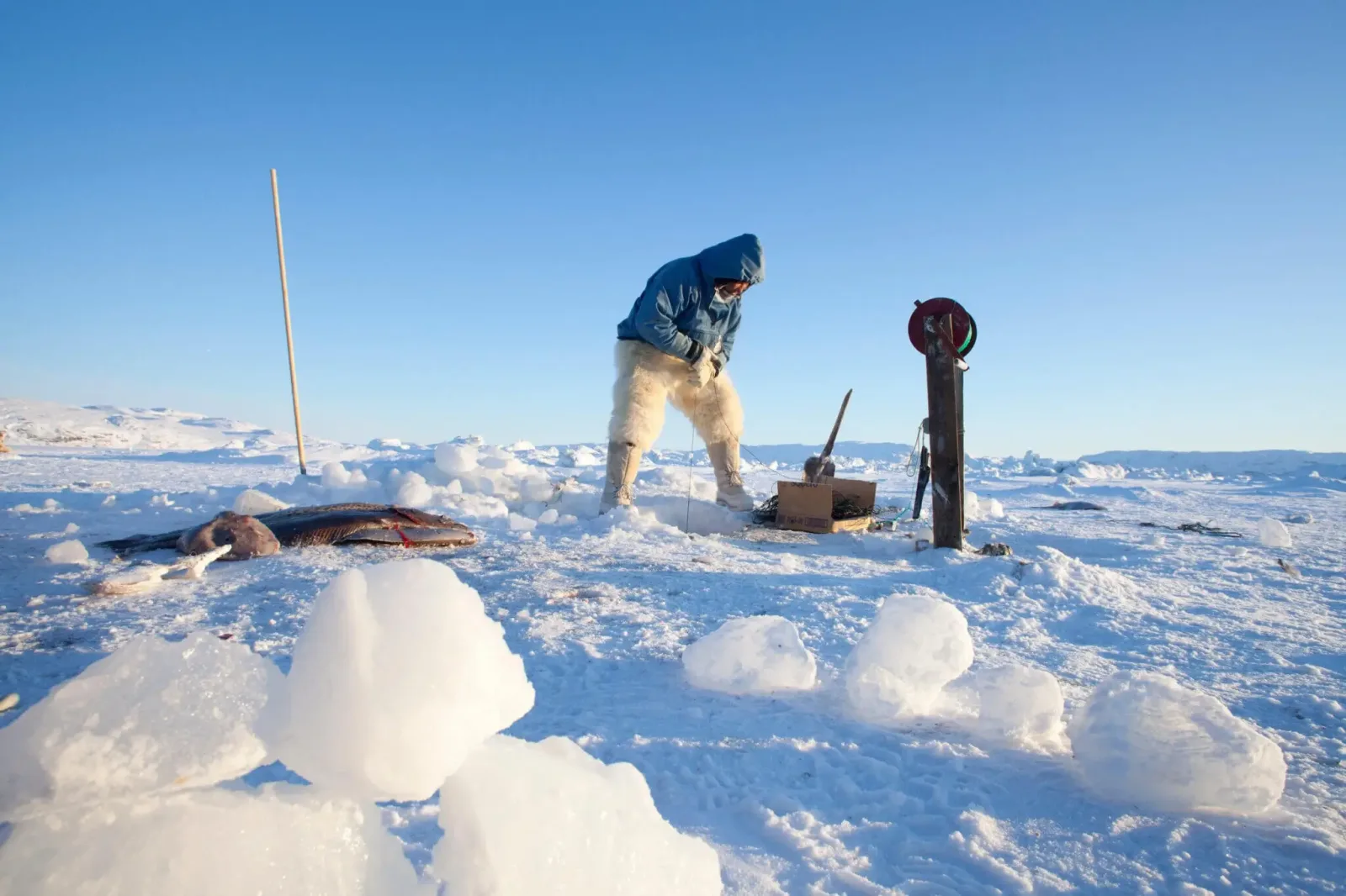 Greenland Family Adventure: Icebergs, Musk Oxen & Sled Dogs