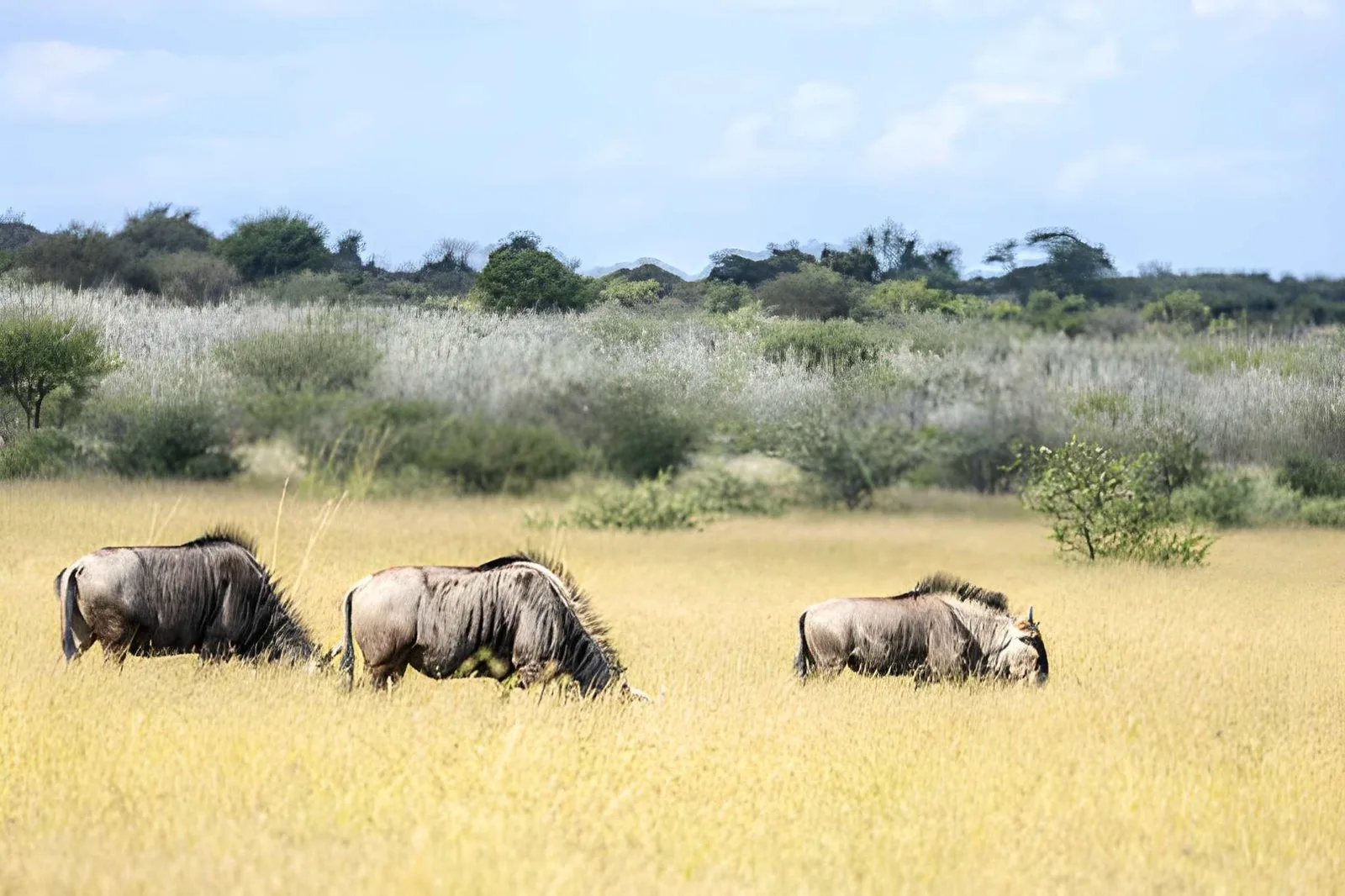 Kalahari & Salt Pans: Meerkats, Baobabs & Desert Lions