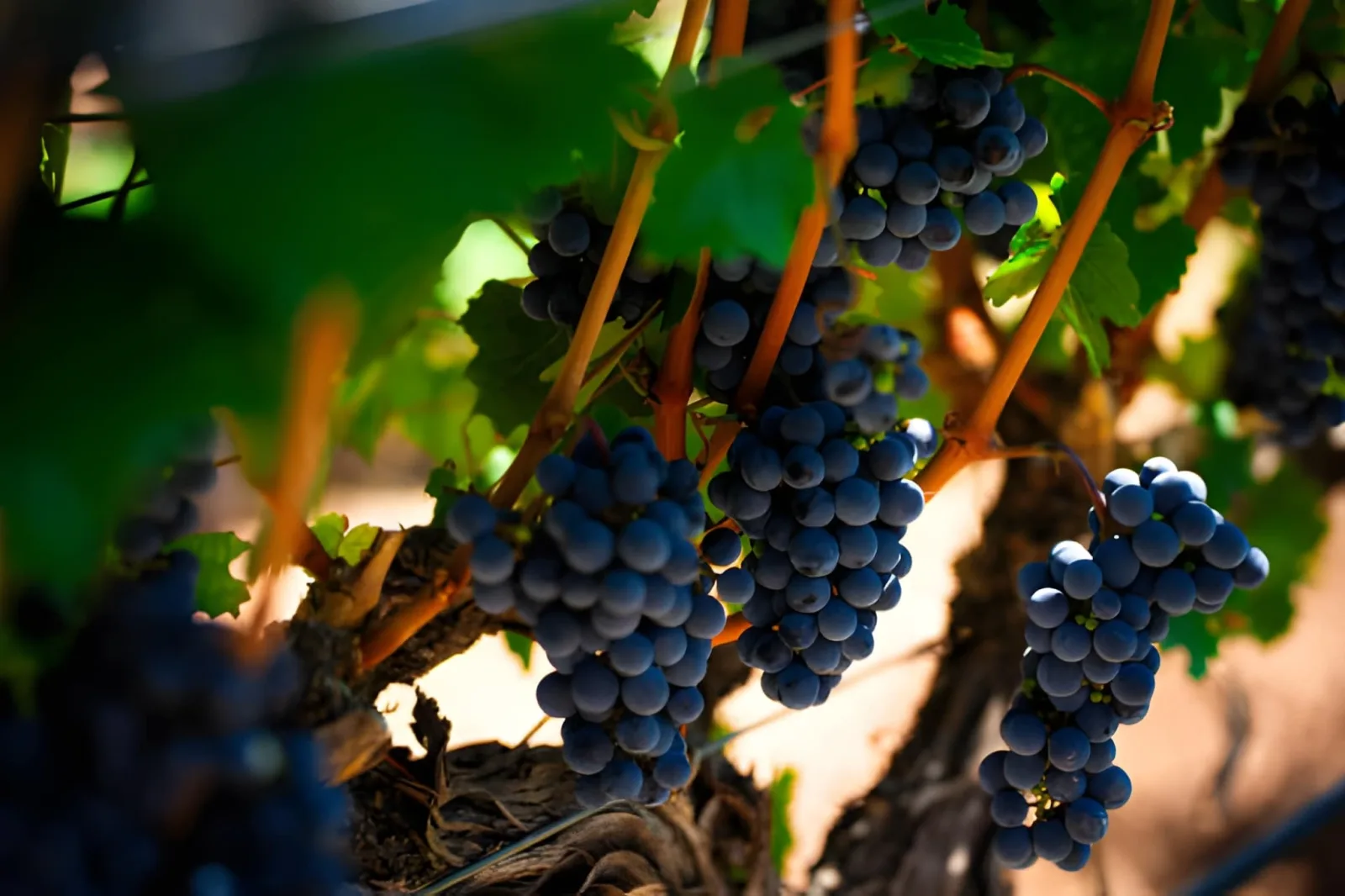 Bordeaux & the Dordogne: Wine and Villages