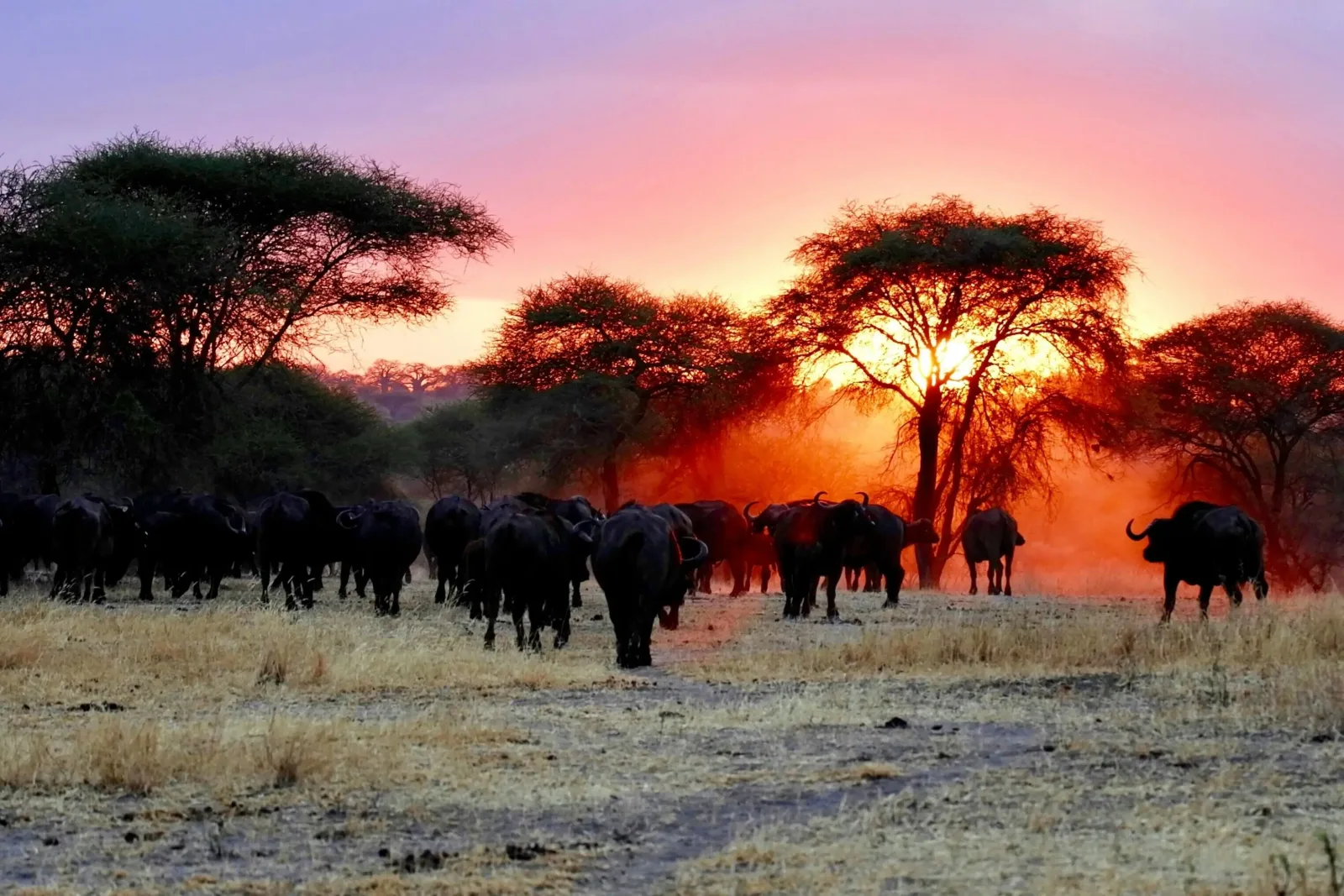 Ngorongoro & the Crater Highlands: Caldera, Lakes & Maasai