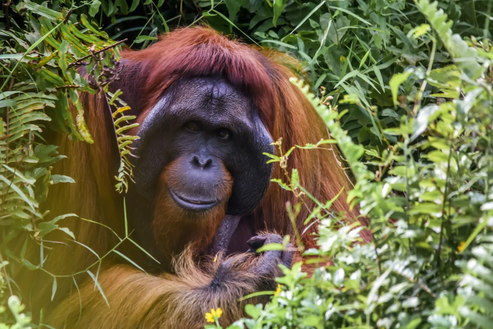 Borneo Wildlife & Tropical Island Escape