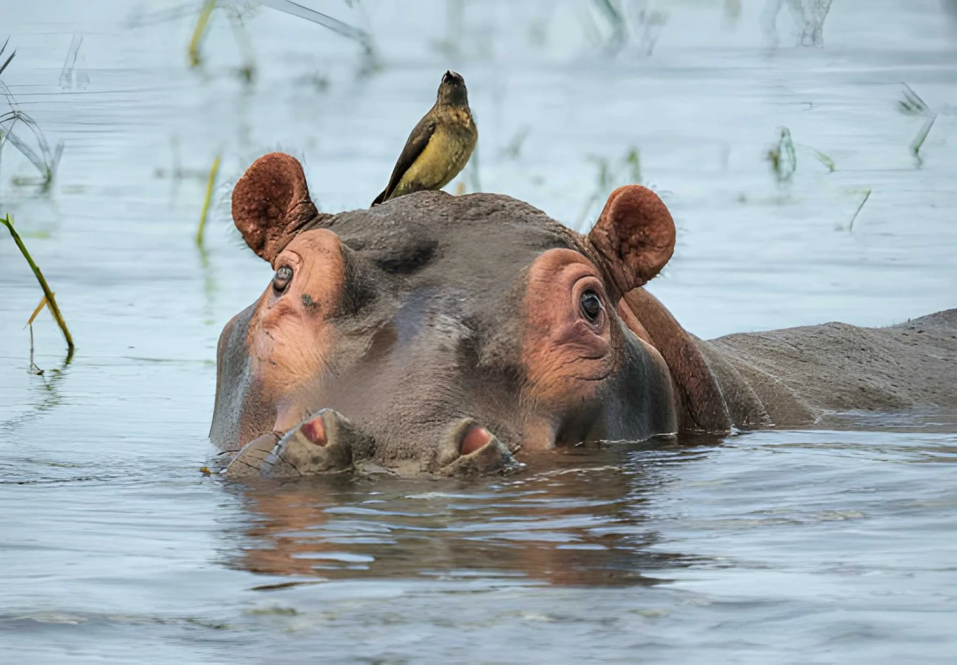 Malawi Family Adventure: Liwonde Safari & Lake Malawi