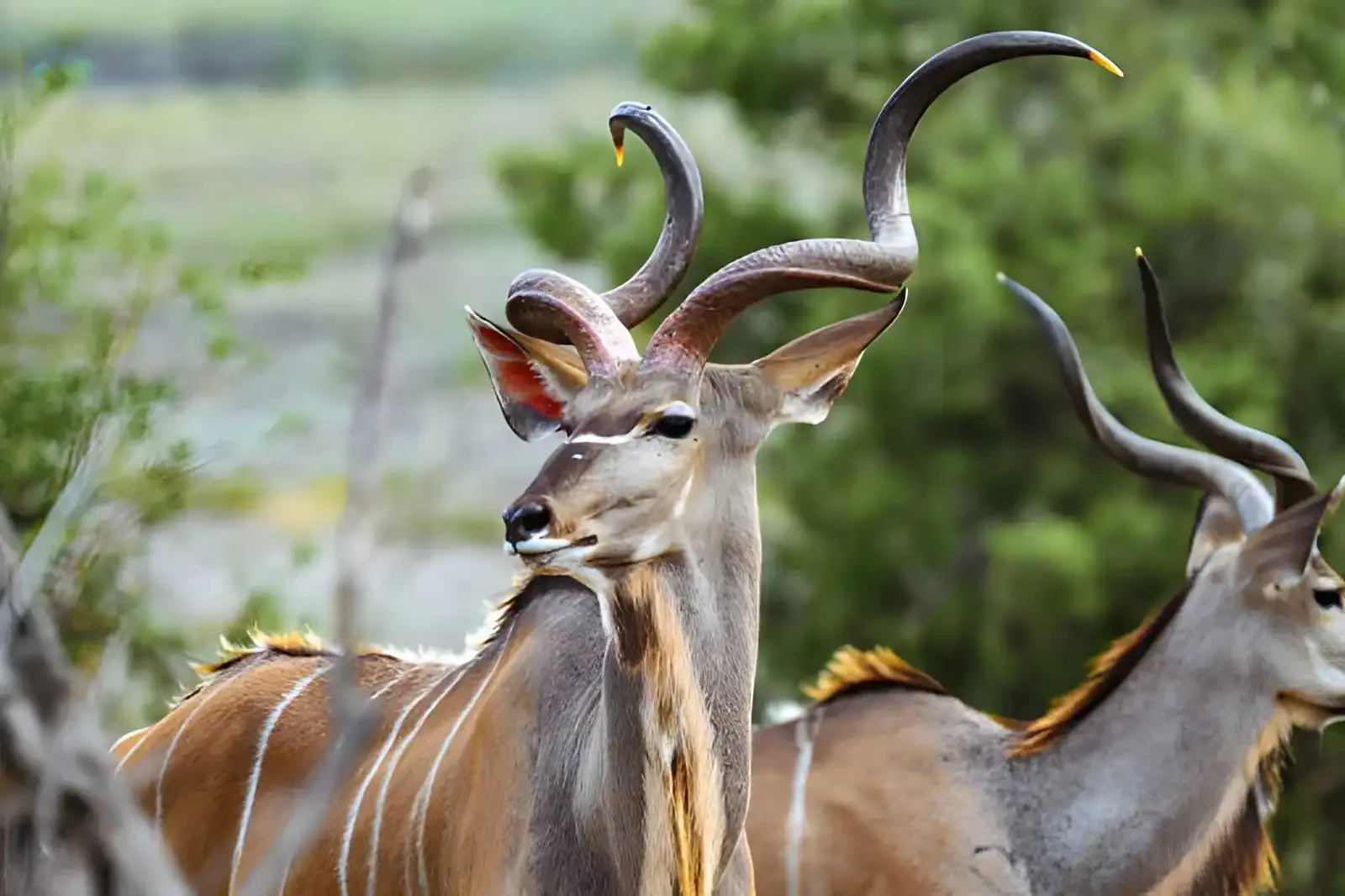 Highlights of Botswana: Okavango Delta, Moremi & Chobe