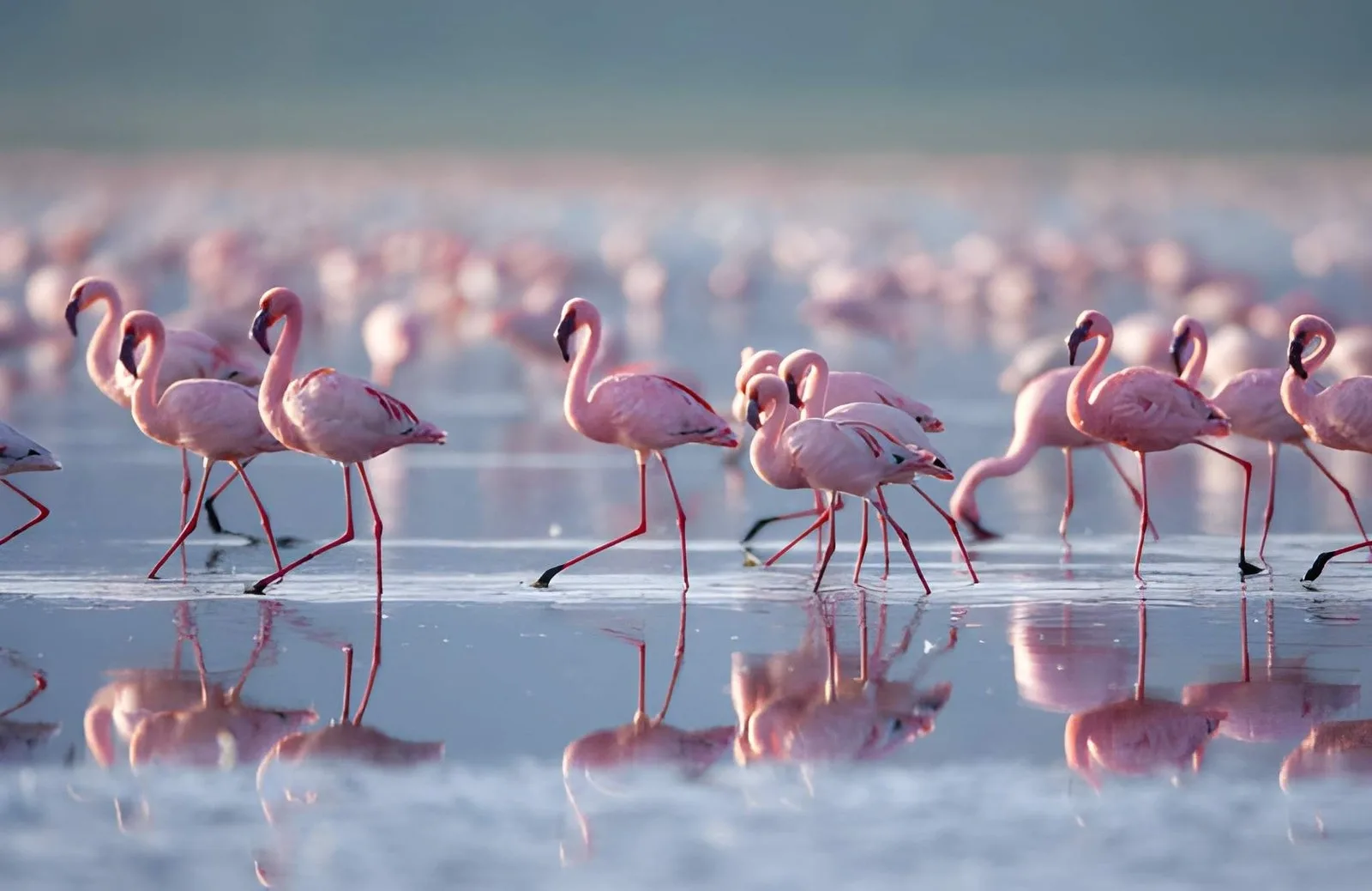 Great Migration Safari: The Masai Mara & Lake Nakuru