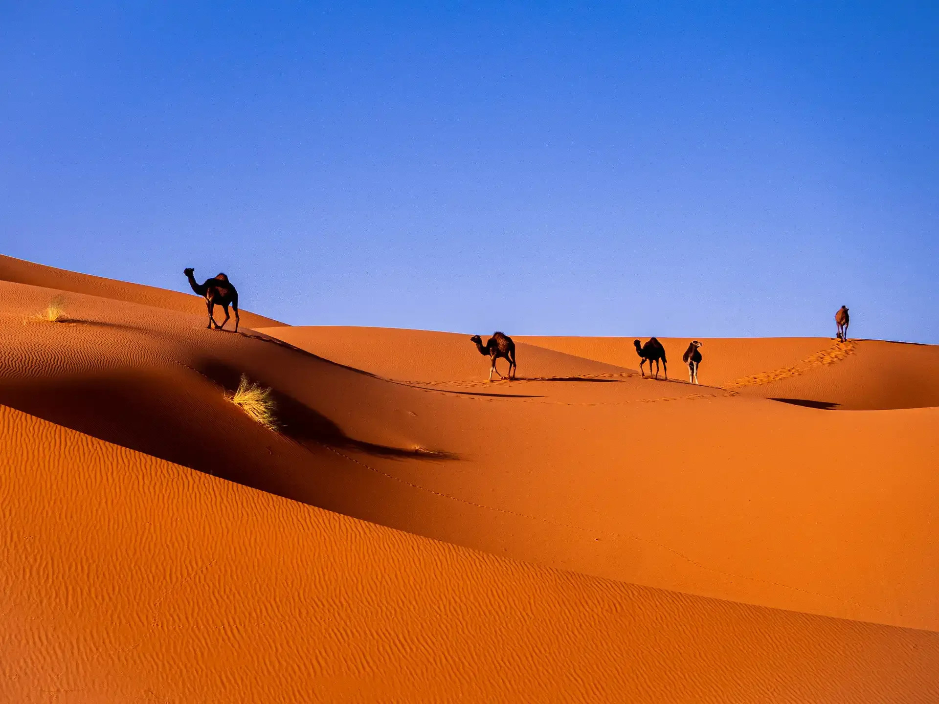 Grand Tour of Morocco: Cities, Sahara, Atlas & Coast