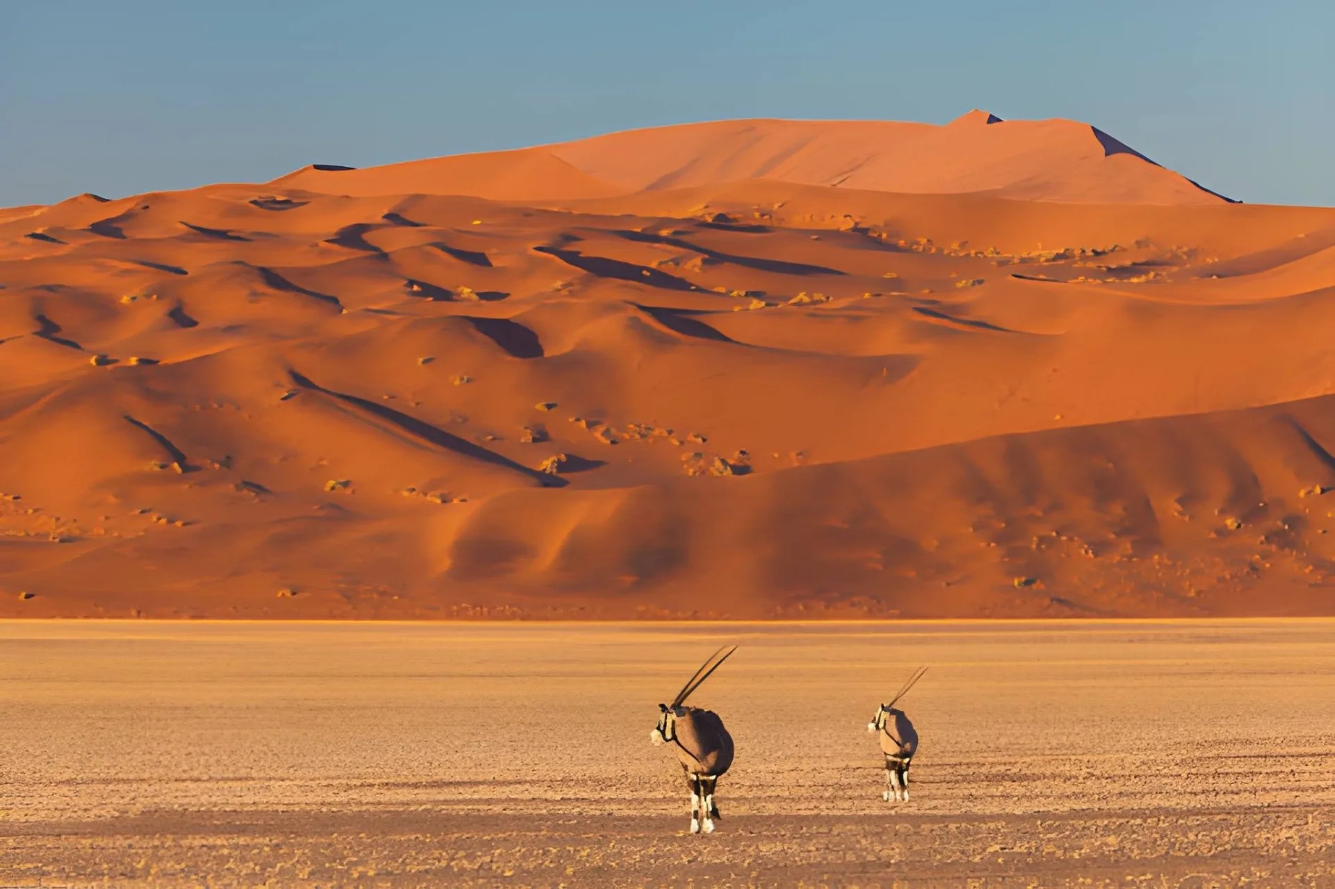 Sossusvlei & Etosha Classic: Namibia's Great Highlights