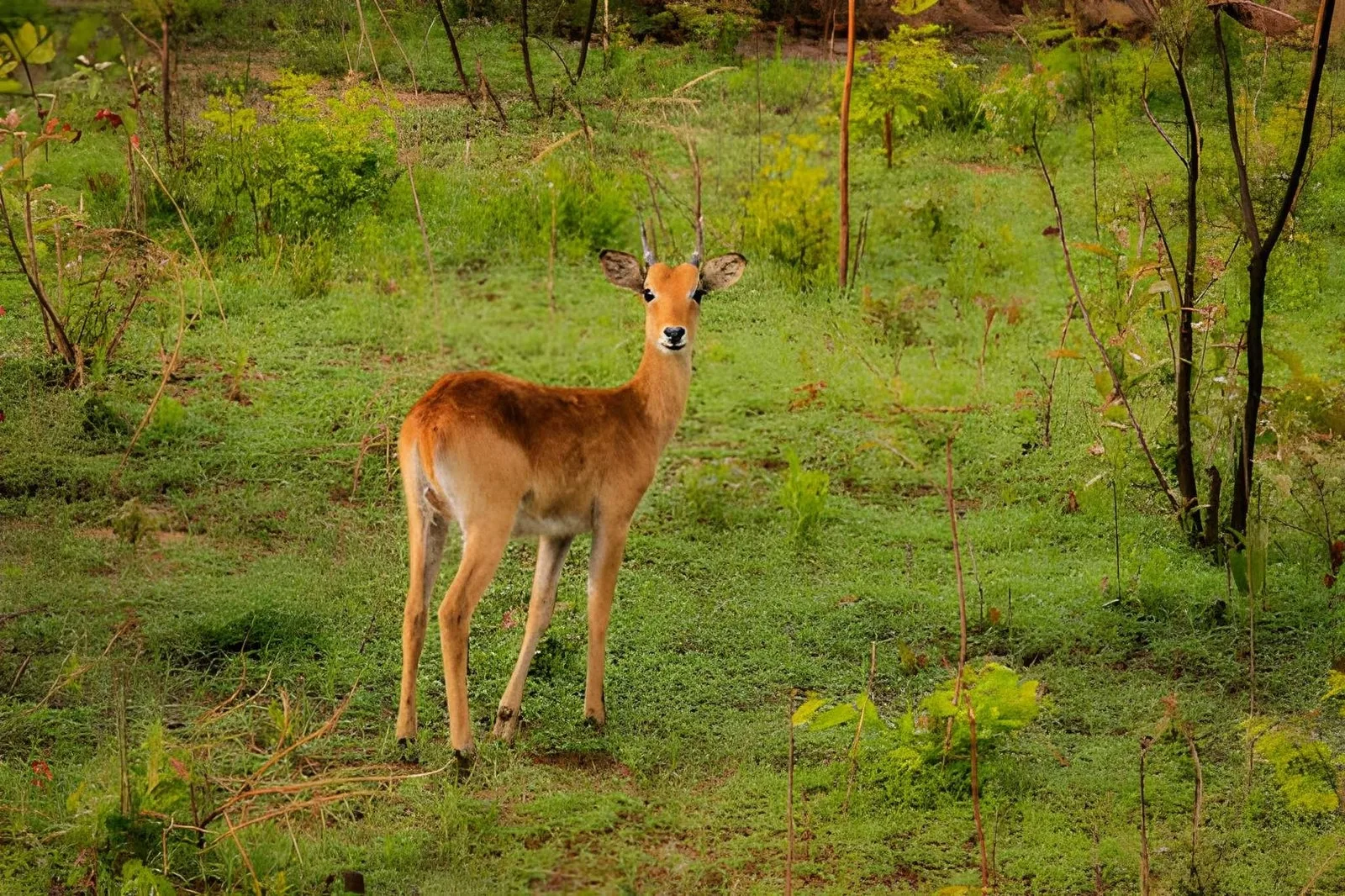 Mole Safari & Northern Ghana: Elephants, Savanna & Ancient Mosques