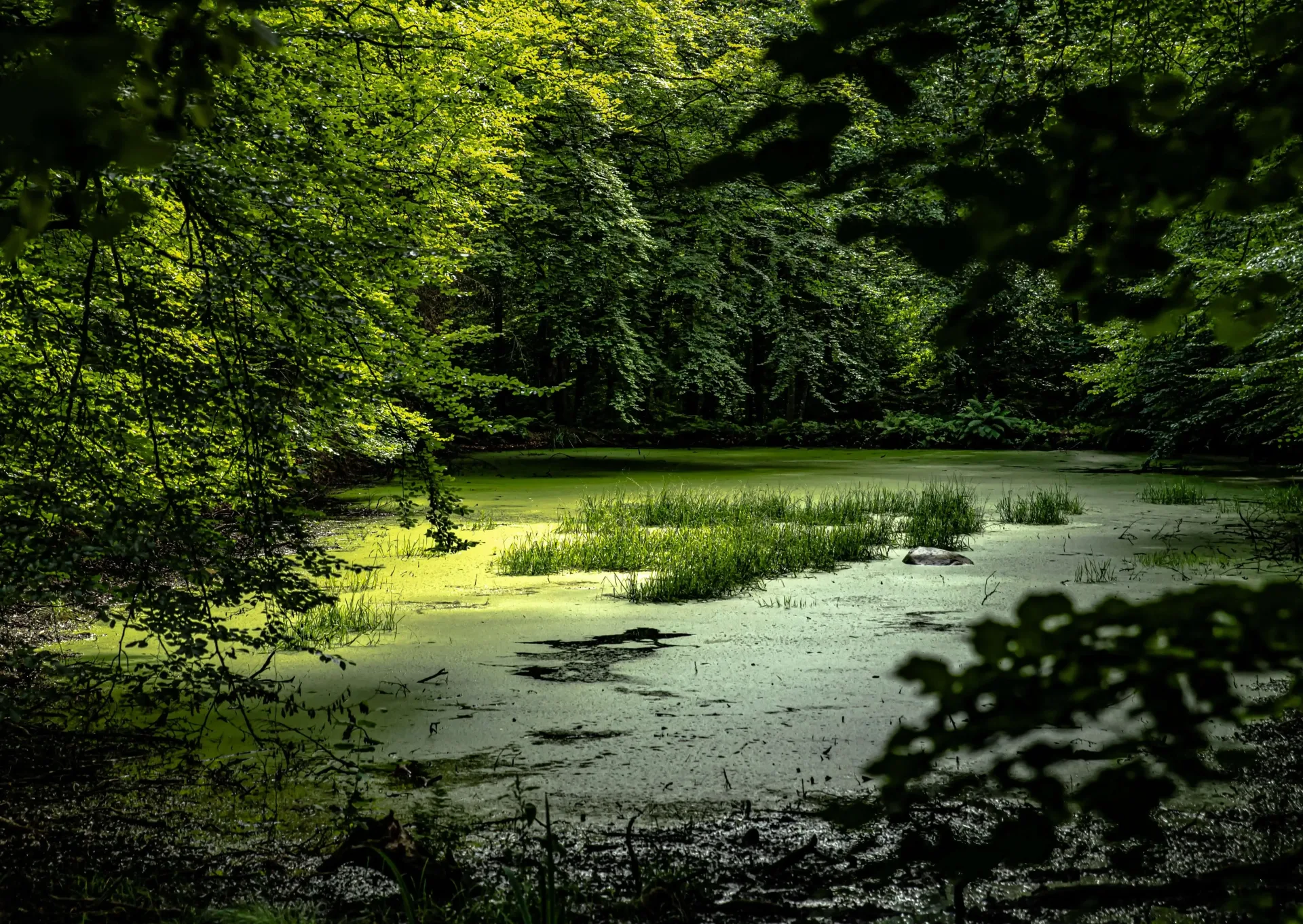 Brazil Wildlife: Pantanal & the Amazon