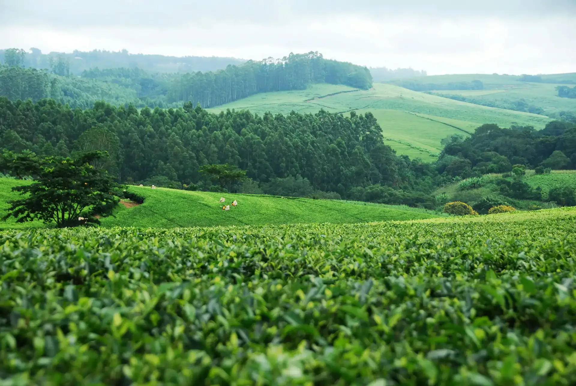Malawi Parks & Plateaus: Safari, Trekking & Big Five