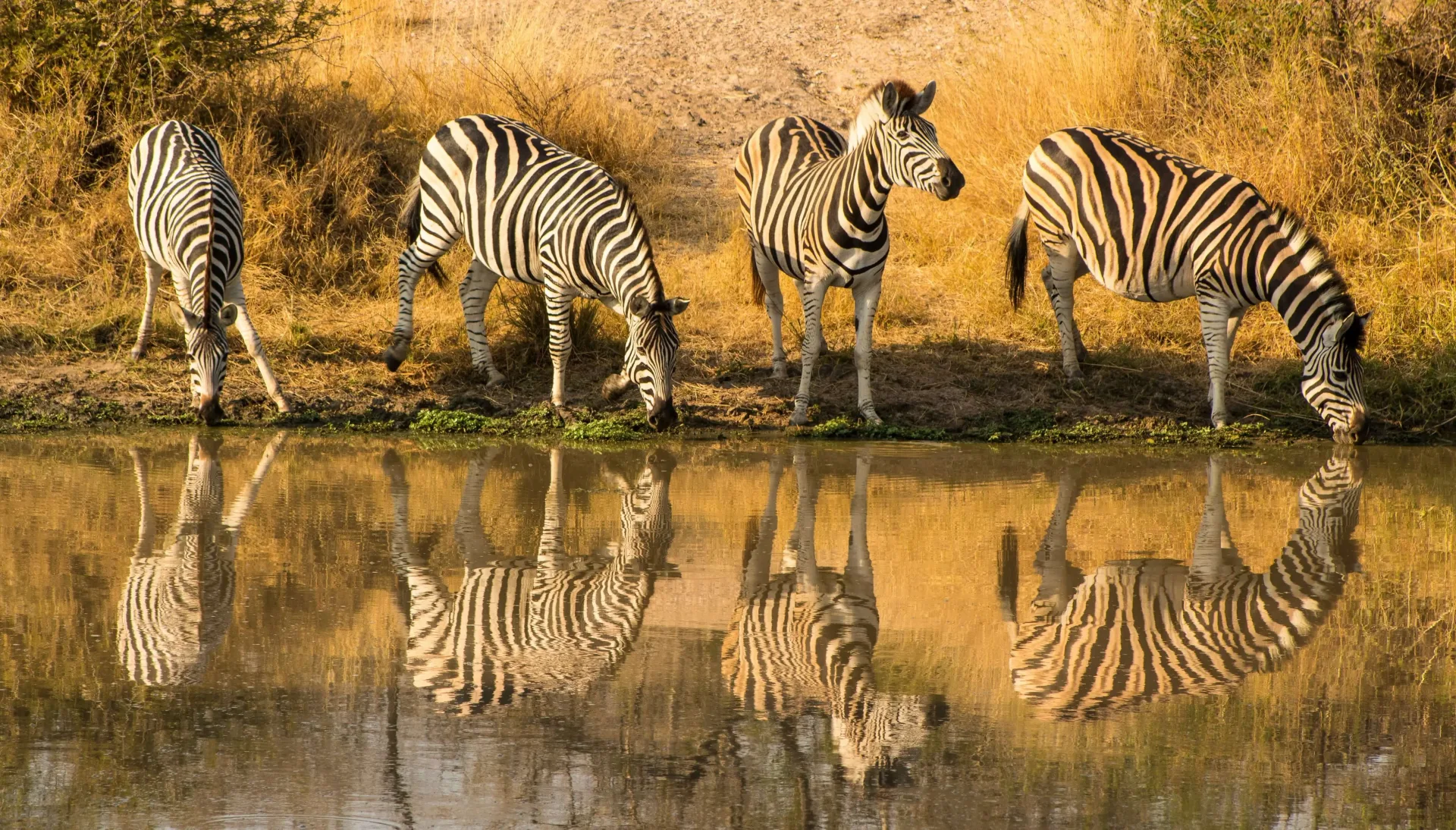 Kruger Big Five Safari: Sabi Sand & Kruger
