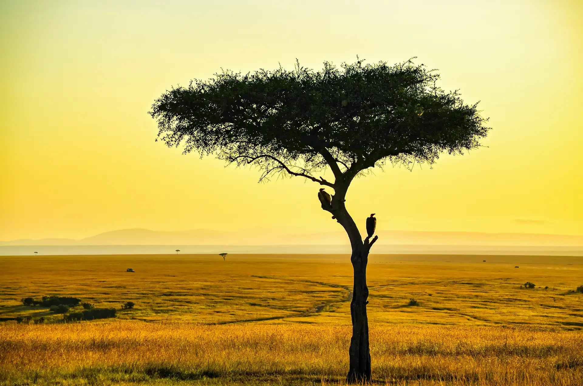 Kenya Honeymoon: The Masai Mara & Diani Beach