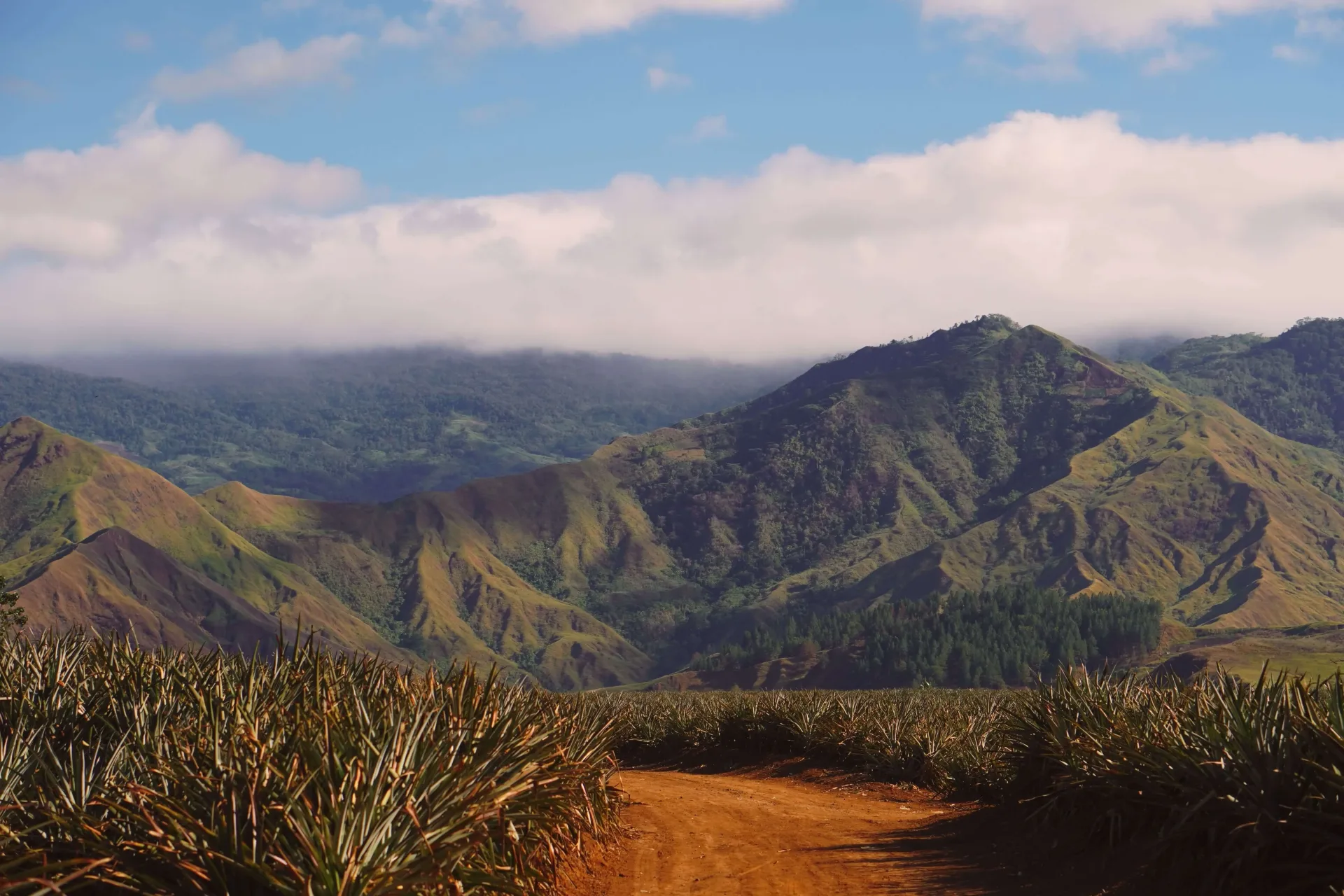 Birds of Paradise: Birdwatching Papua New Guinea