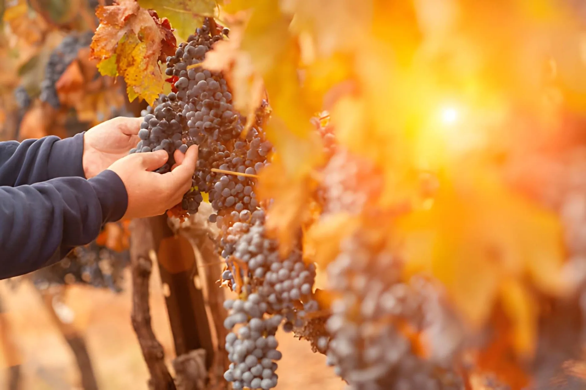 California Wine Country & Coast
