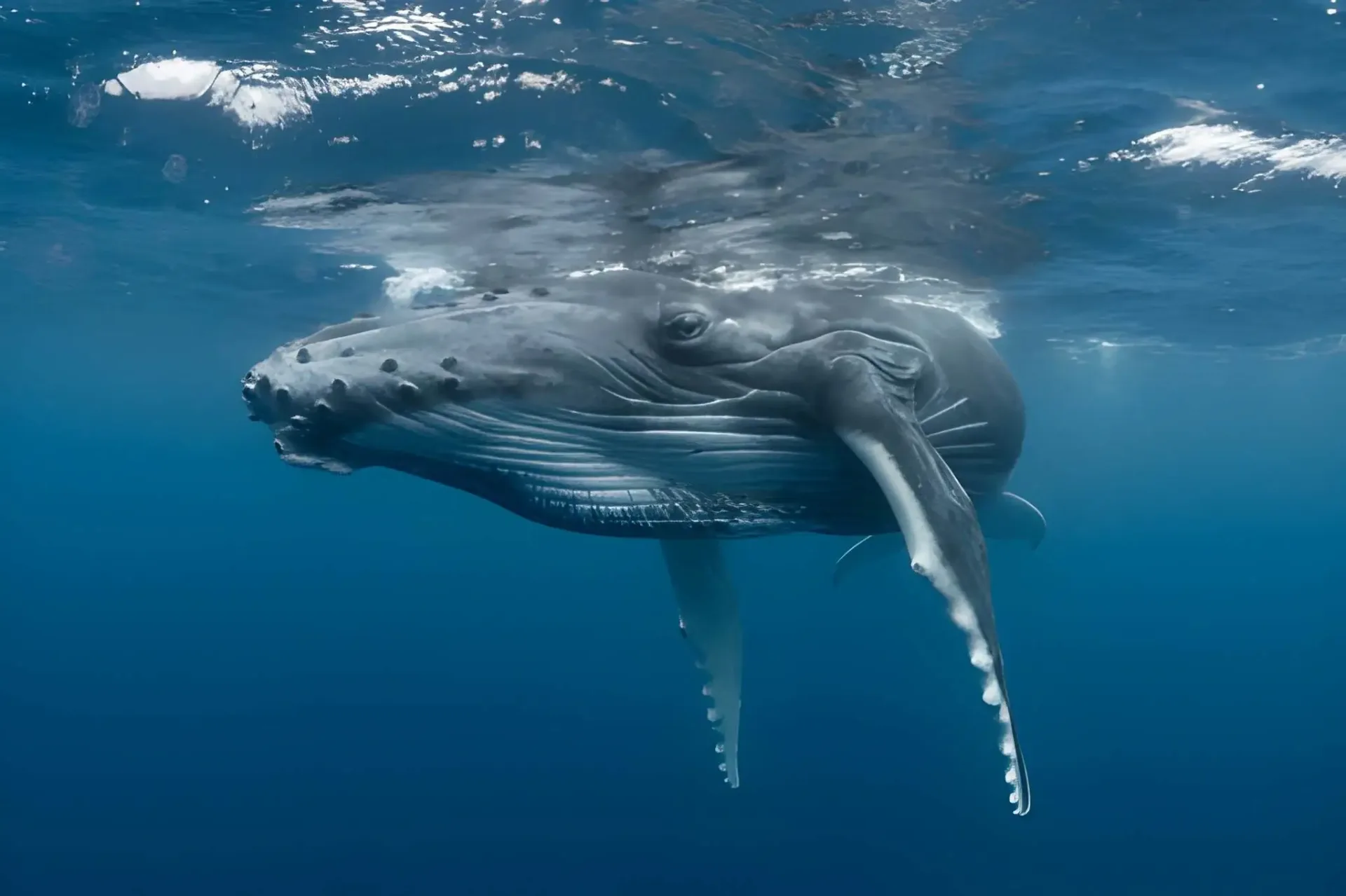 Swim with Humpback Whales in Vava'u
