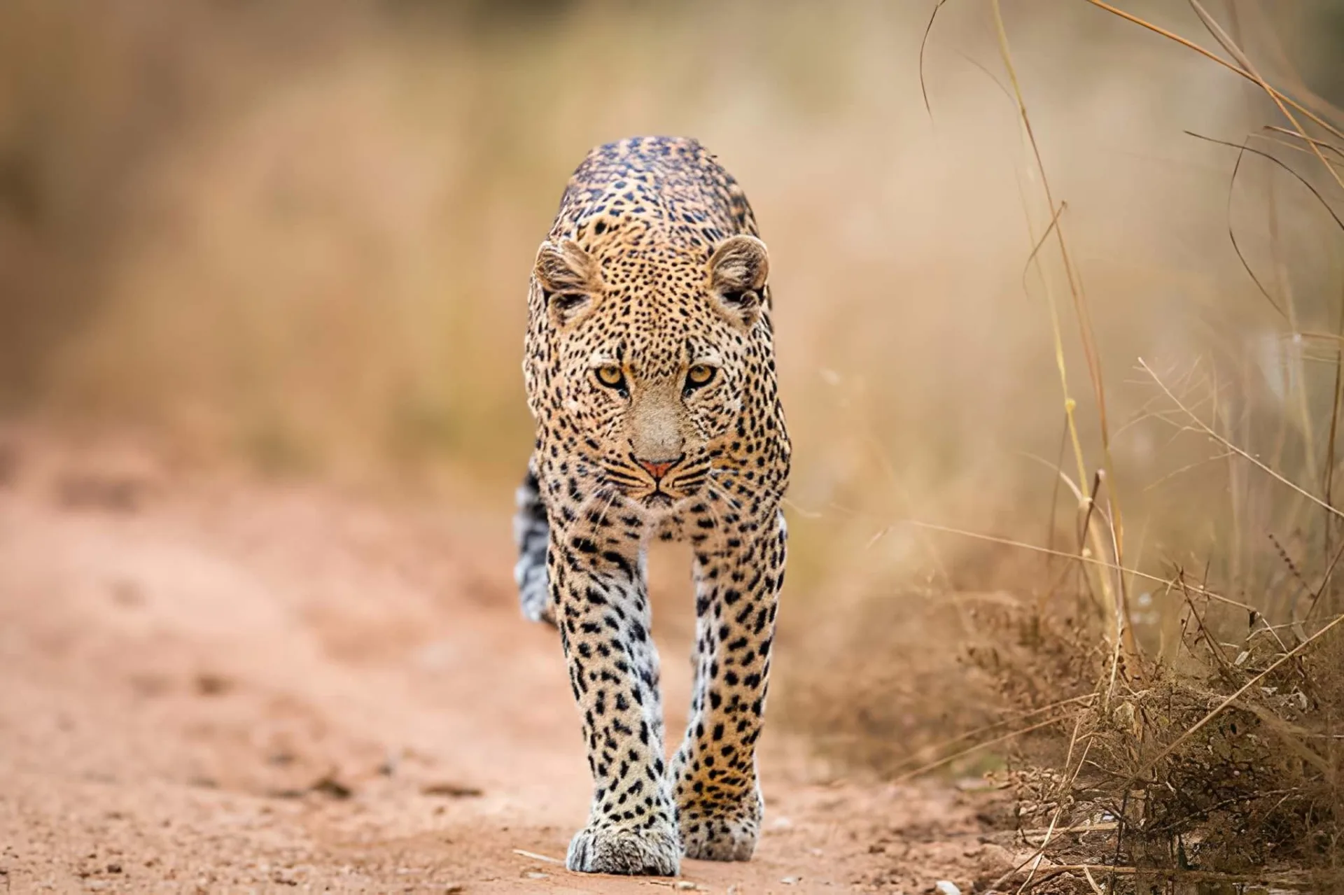 Kruger Safari & Mozambique Beach: The Ultimate Bush & Beach
