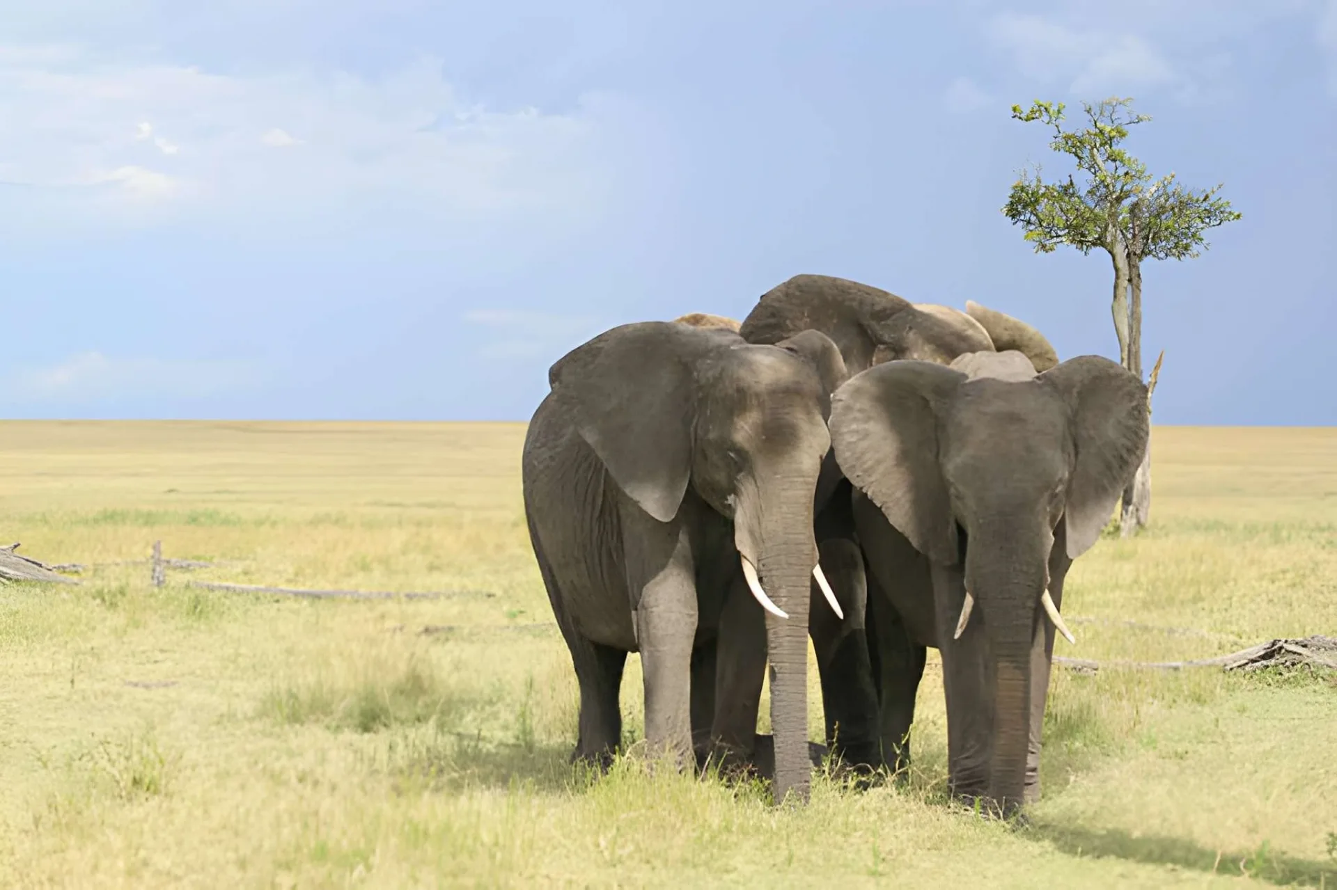 Gorongosa Safari & Bazaruto Beach: Wildlife & Islands