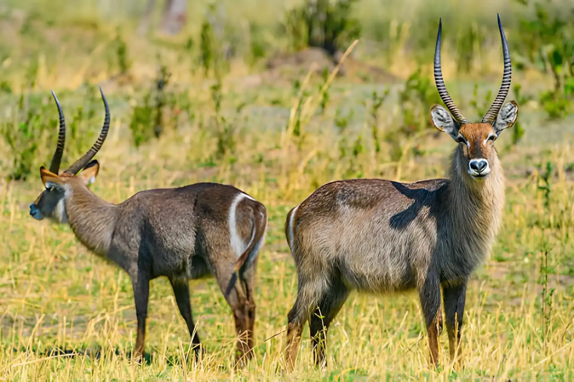 Luxury Malawi: Private Safari & Lake in Barefoot Style