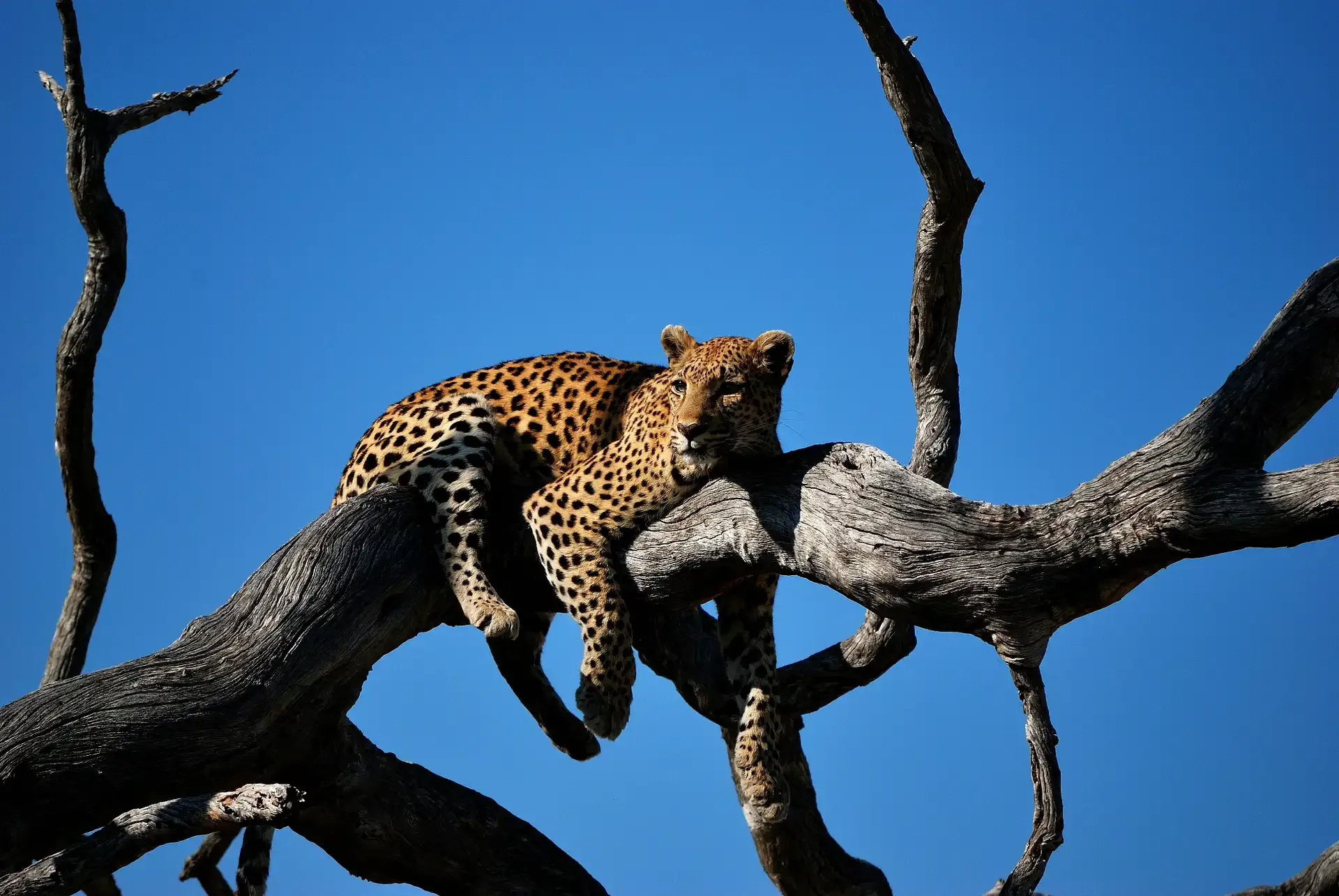 Grand Botswana Safari: Kalahari, Delta, Savuti & Chobe