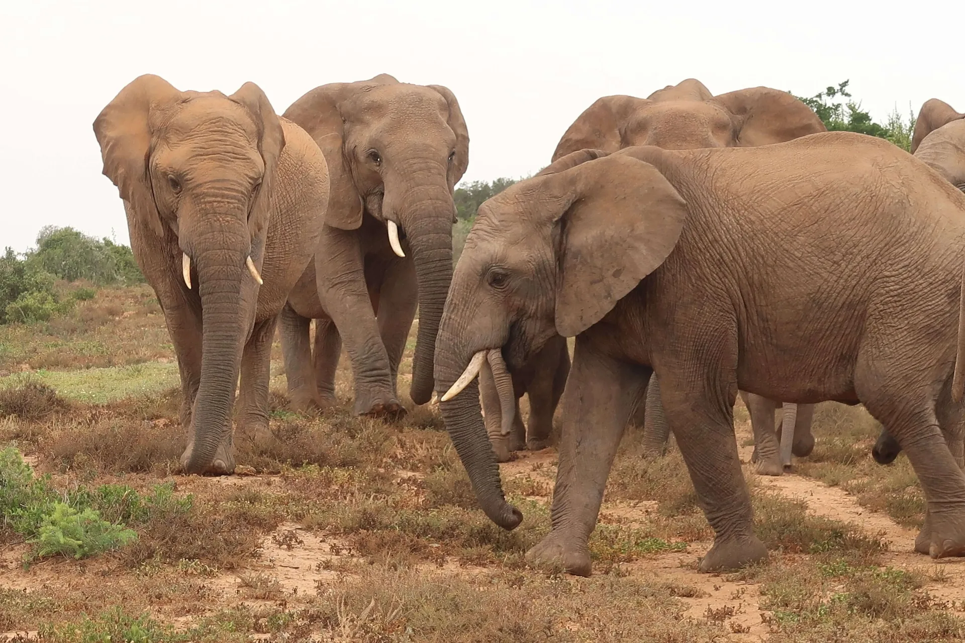 Family South Africa: Cape Town, the Garden Route & Addo