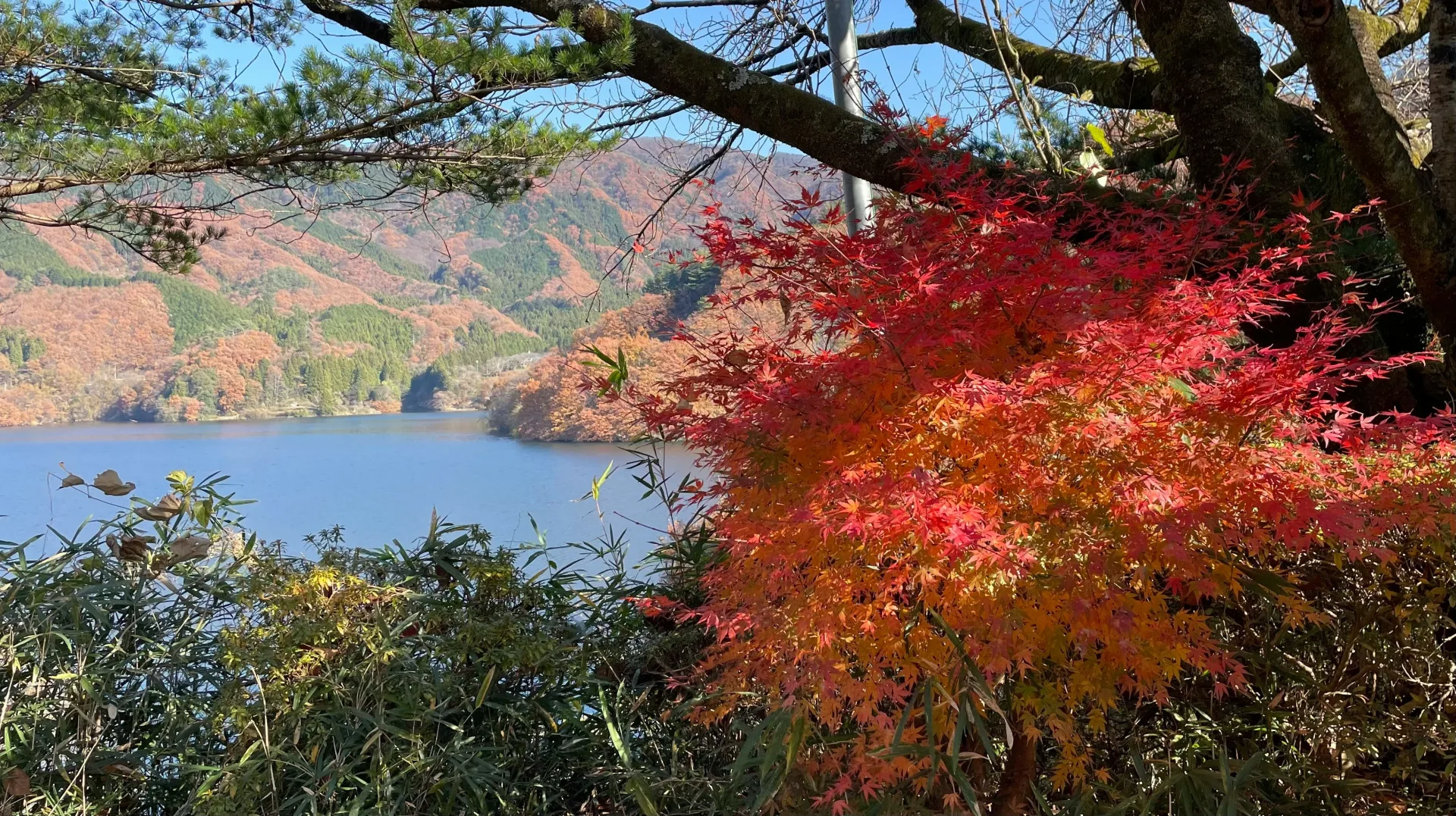 Japan in Bloom: Sakura Season Highlights