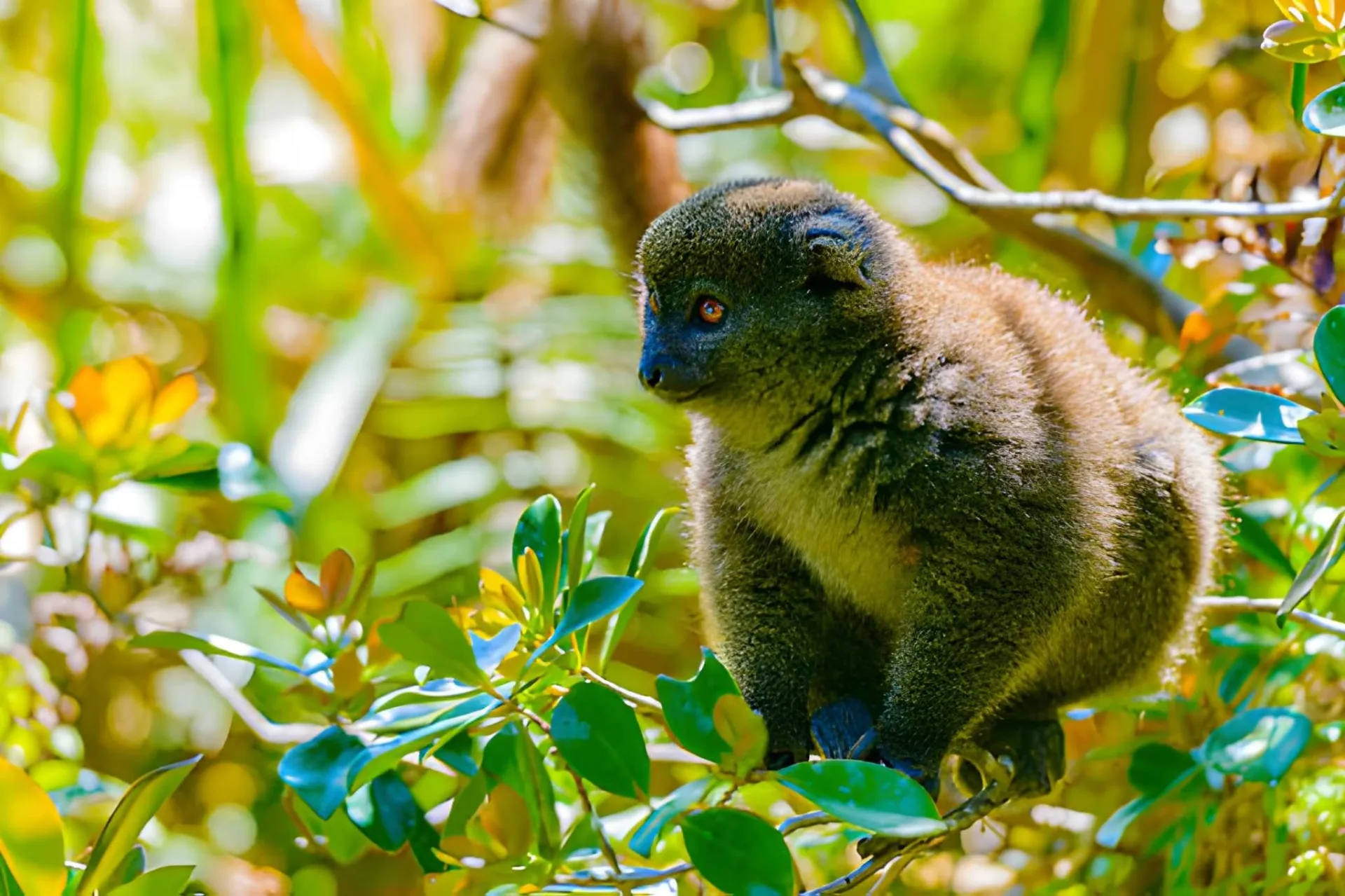 Luxury Madagascar: Rainforests, Baobabs & Private Lodges
